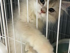 -翊宠yipet猫狗购宠庄园犬舍•猫舍