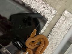 -酷以爬仙阁实体爬宠店·守宫·蜥蜴·专业繁育