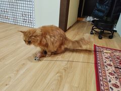-猫十亿·布偶金渐层·曼基康矮脚猫舍(青年路店)
