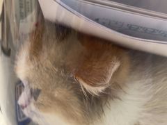 -安安宠医宠物医院·异宠·犬猫内科(岳阳分院)