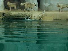 -秦皇岛乐岛海洋王国