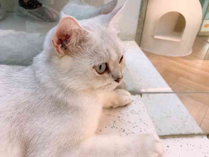 onecat宠物(天域店)-"【项目】其他店里大多数都是布偶猫,个头.