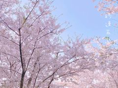 -顾村公园