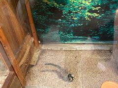 -上海大自然野生昆虫馆(东方明珠·爬宠昆虫探索中心)