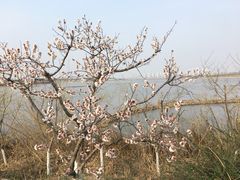 -天津东丽湖风景区