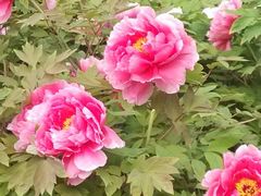 android_upload_pic-西苑公园