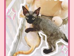 -十年猫舍·猫咪专门店(普陀店)