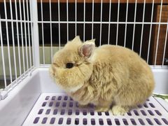 -北京观赏动物医院·24小时大型综合·猫专科·异宠专科