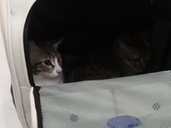 -瑞派罗医生宠物诊所(古镇分所)