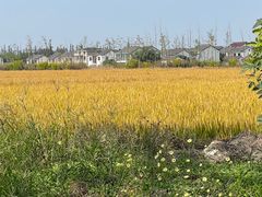 -大莲湖农家乐(青西郊野公园店)