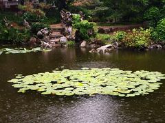 -叶家花园