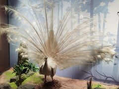 -陕西自然博物馆