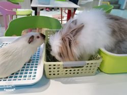 -Moni星球萌宠·小马宝莉·灵蛇·高端高阶全萌宠互动体验俱乐部(红豆国际广场店)