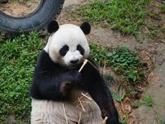-广州长隆野生动物世界