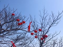 -单家老院·院子里的青岛菜(沙子口店)
