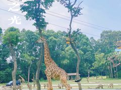 -广州长隆野生动物世界