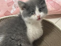 -欣宠猫屋·矮脚拿破仑·蓝金金渐层