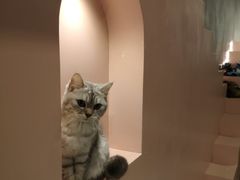 -猫儿山۰猫主题餐厅
