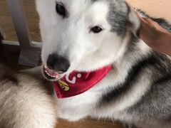 -Husky Go! 哈士奇体验馆·宠物咖啡厅狗咖