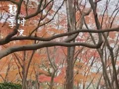 -秋霞圃