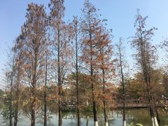 -海珠湖公园