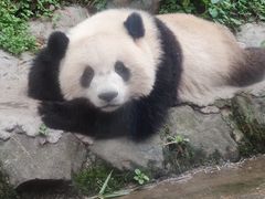 -都江堰中华大熊猫苑