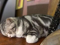 湯圓-咖法森林·咖啡  酒吧(天河店)