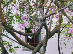 -深圳国际园林花卉博览园