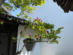 -上海醉白池公园
