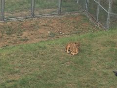 -青藏高原野生动物园