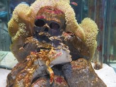 -太平洋海底世界