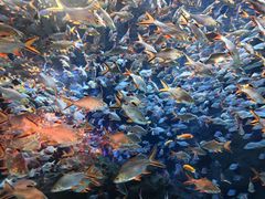 -成都浩海立方海洋公园