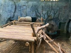 -深圳野生动物园