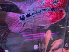 -花鸟鱼虫鲜花绿植市场(玉泉路店)