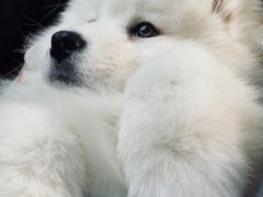 -翊宠yipet猫狗购宠庄园犬舍•猫舍