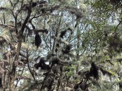 -北海金海湾红树林生态旅游区