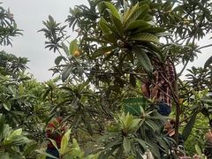 -塘栖枇杷特色园区