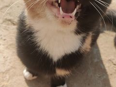 -佳雯宠物医院(四明中路分院)