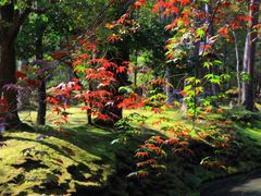 -西芳寺(苔寺)