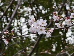 -高东镇樱花园
