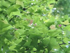 -西湖外事游船(花港观鱼码头)