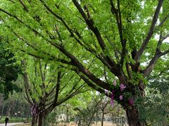 -荔香公园