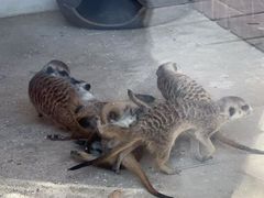 -J Create城市露营咖啡·简餐·宠物(上海动物园店)