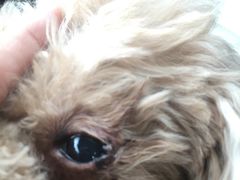 -北京赛佳动物医院