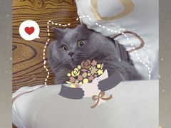 -叮叮猫咪生活馆