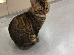 -飞行喵MR PILOT|猫舍·猫咖(静安大融城店)