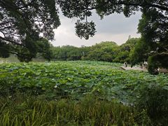 -江心屿景区