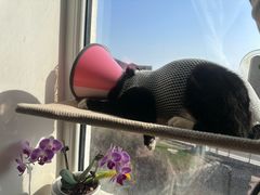 -爱派特动物医院·全科诊疗中心