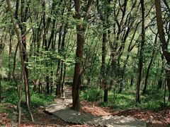 -上海佘山国家森林公园天马山园