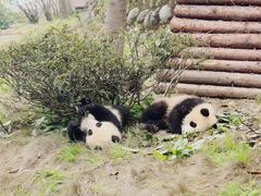 -中国大熊猫保护研究中心雅安碧峰峡基地